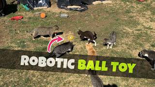 P16 Automatic Robotic Ball Cat Toy Tested 🐈 SlashPets