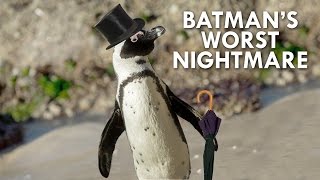 The African Penguin is Batman’s Cutest Villain