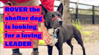 ROVER the Shelter Dog is Looking for a Loving LEADER #kelpie #bordercollie