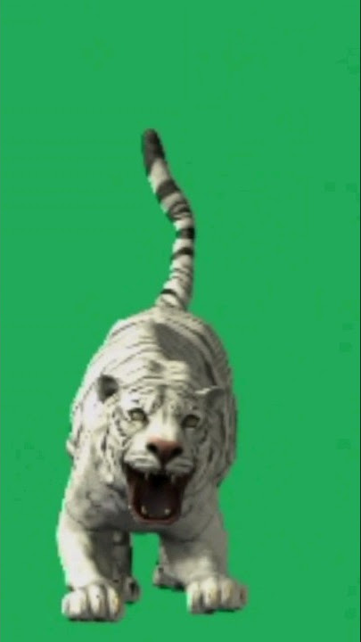 The White tiger or Bleached Tiger Green screen video editor choice