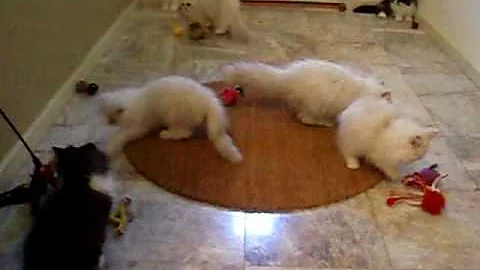 Watch the video about Chinchilla Silver & Black & White Persian Kittens at Play...