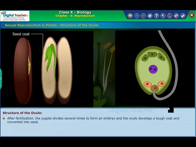 Structure of Ovule Reproduction Class 10 Biology class=