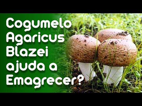 Vídeo: Cogumelo Agaric Brasileiro - Uso Para Perda De Peso, Propriedades