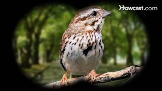How to Identify Birds: The Song Sparrow