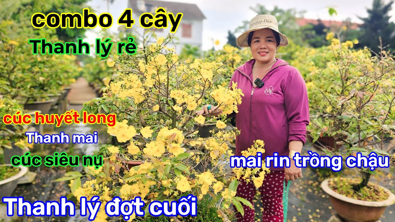 🌲29/2☎️Vườn mai Cô Phương☎️mai ghép thanh lý 4 cây =300k🌲mai rin đột biến🌲giảm giá mềm 