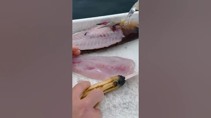 Flint Knife Fish Fillet #flintknapping #chumash #stonetools #primitivetechnology #fishing