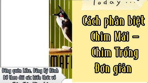 Chào mào trống có bao nhiêu lông đuôi