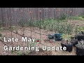 Late may gardening update and tour  everything is growing great