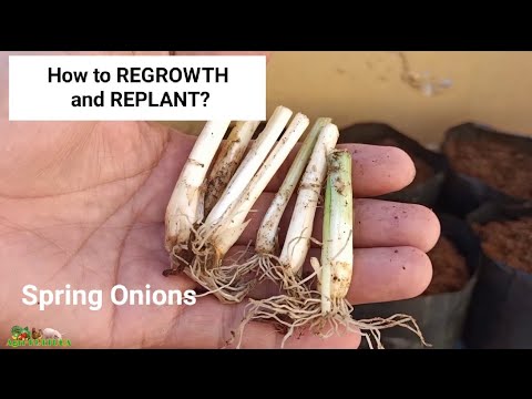 Video: Onion Fly Ammonia: Mga Proporsyon Para Sa Pagproseso. Paano Ibuhos Kasama Ang Amonya? Paano Makitungo Sa Isang Peste Sa Hardin?