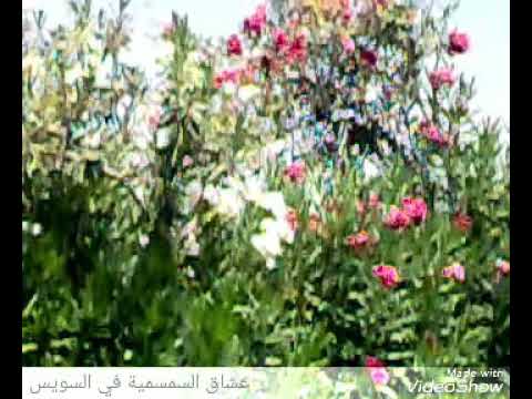 الفنان عيد الجناينى وسط الزحام كلمات الشاعر عمرو عطا سمسمية ناصر السوسى