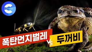 폭탄먼지벌레의 독가스 공격에 꼼짝 못하는 두꺼비