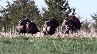 Just Shot: Drury's Turkey Season 2024 | New Episodes | MyOutdoorTV