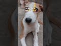 Simba Loves You Shorts Fypシ Foryou Dogshorts Viral Pets Puppy Shorts Fyp Puppy