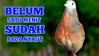Suara Betina Ampuh - Perkutut Betina Memanggil Jantan || The female turtle dove calls the male