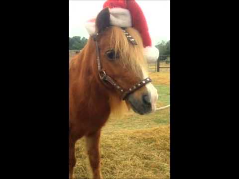 funniest-christmas-horse-video