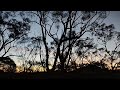 Good evening from the ancient forest