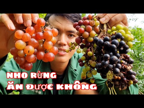 Video: Nho Rừng