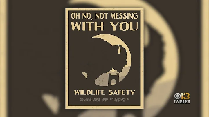 Baltimore Native, Reporter In Montana Becomes Face Of Bison Safety Poster