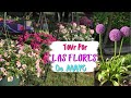 Tour por mi jardín en MAYO 2021 | Flores de Mayo