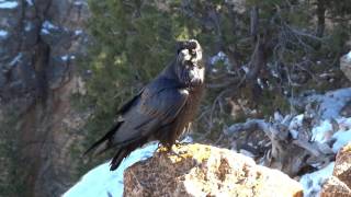 Raven At Mather Point Grand Canyon 2