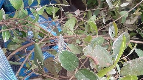 Địa Chỉ Bán Cây Sim Rừng Giống Nguyên Bản 094.292.6116