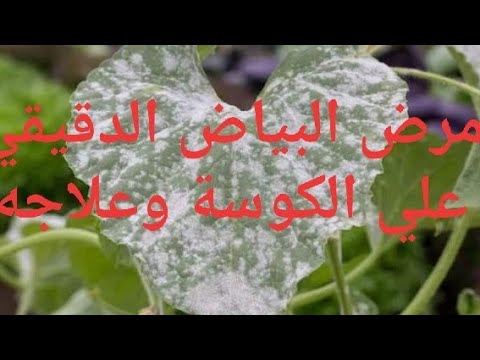 فيديو: مشاكل الكوسة المتزايدة - علاج بق الكوسة على النباتات