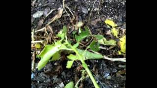 SG #40 Mr.Pakas Potato Harvest-and progression grow