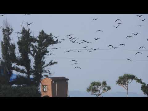 Flocks of Great