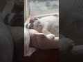 Prince sleeping in the window #cat #feline #ailurophile #prince #turkishvan #furbaby #cat