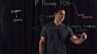 Posterior Pituitary Hormone Adh