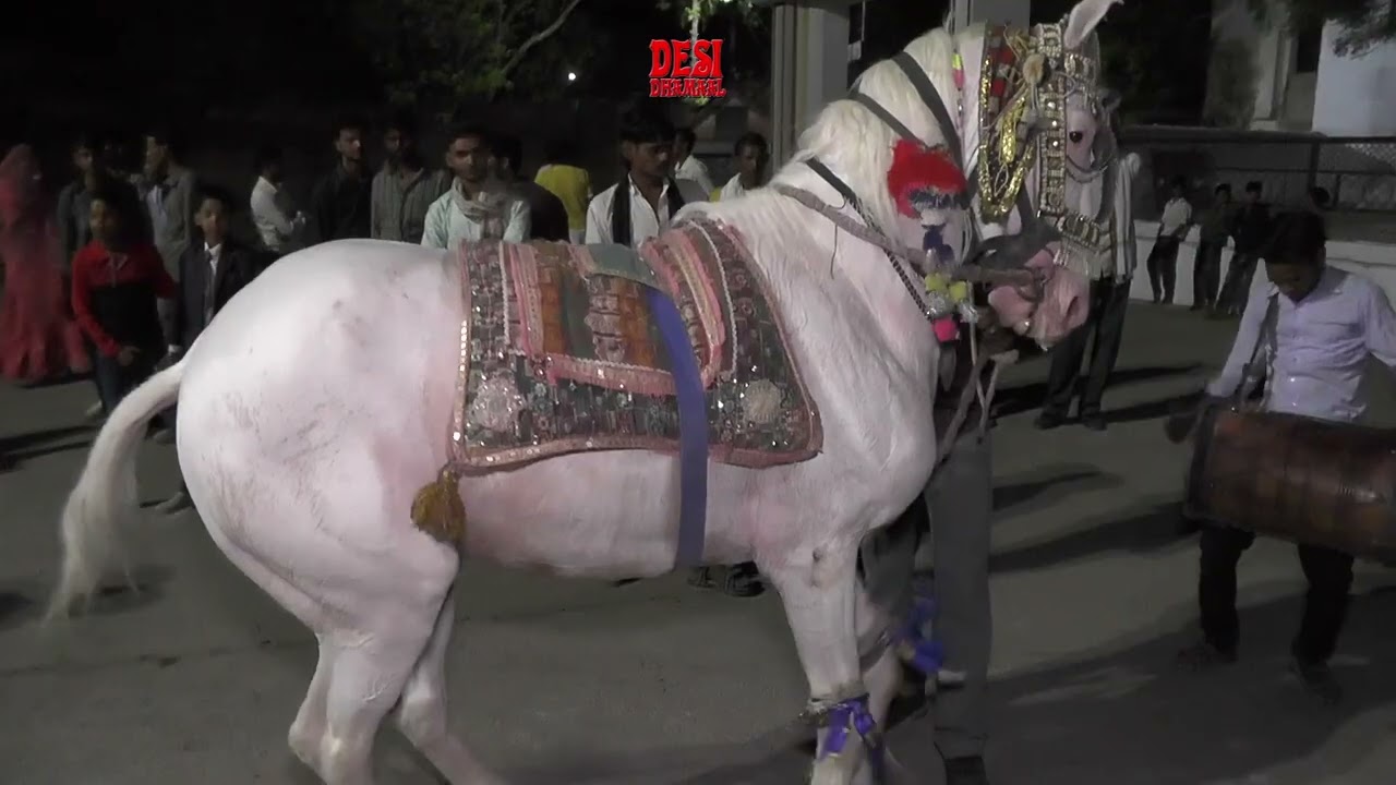 Wedding_Ghoda_dance @घोडा_डांस_2023 Mast @desidhamaal