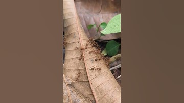 Weaver Ants Start building a new Nest – Macro View #weaverants #macrophotography #asmr