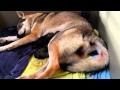 Vidéo Naissance de chiots chiens-loups tchécoslovaques Elevage des Loups d'Akairo