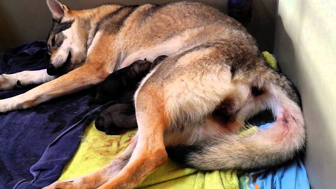 Naissance De 5 Chiens Loups Tchecoslovaques Video