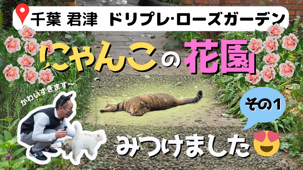 ドリプレ ローズガーデン 房総半島ねこまみれドライブ にゃっぷるお届け隊 活動報告 到着からお届け編 Youtube ドリプレ ローズガーデン 房総半島ねこまみれドライブ にゃっぷるお届け隊 活動報告 到着からお届け編 Youtube