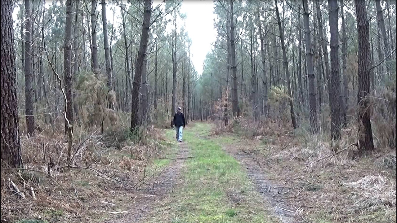 Afternoon in the forest. Winter walk 18. (Pond, river, pool...) NATURE & RELAXATION