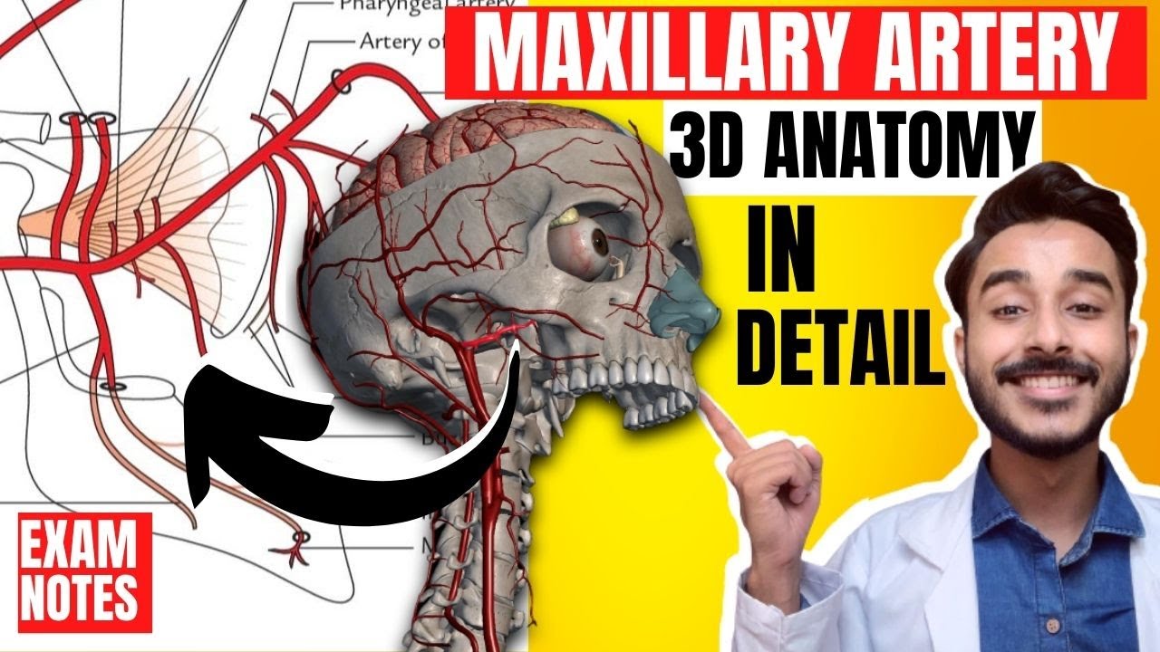 Maxillary Artery Anatomy 3D | maxillary artery branches anatomy | maxillary  artery course anatomy - YouTube