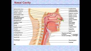 Physiology l - The Respiratory System Unit 5 Part 1