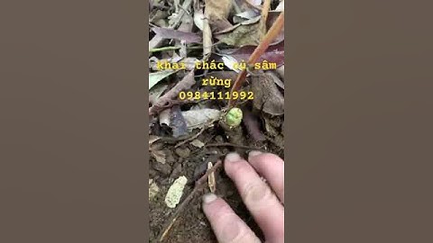 dân bản đào được củ sâm rừng #sâm_ngọc_linh #sâm_ngọc_linh_rừng #sâm_lai_châu_rừng