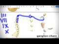 Anatomy of parasympathetic autonomic system