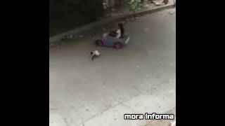 Niña Qué Atropella Un Gato Con Carrito De Juguete Video Original