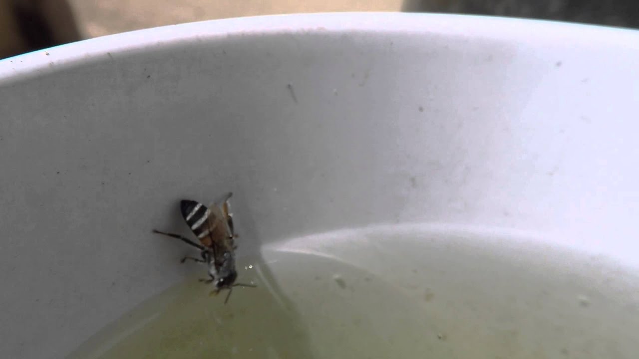 Gopro Bee BEE BEE...GoPro Macro - YouTube