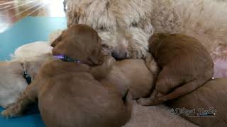 Pupkes Pina Tabby In De Woonkamer