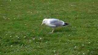 Freaky tap-dancing seagull