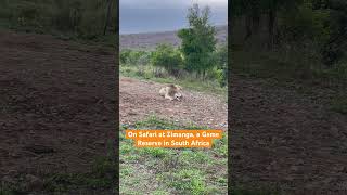 LION ROARS RIGHT IN FRONT OF US | SAFARI | SOUTH AFRICA
