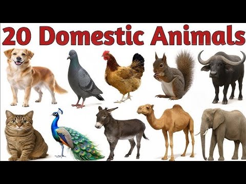 20 Pet animals name, animals name for nursery class, animals name hindi or english 