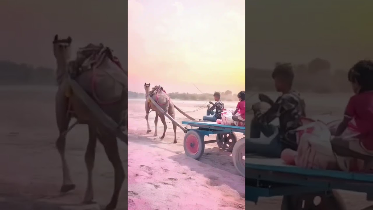 राजस्थानी ऊंट 