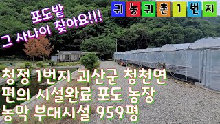 [매물번호: 1142] 괴산군 청정 청천면 시설완료 포도밭 농막 창고 959평  #주말쉼터 #괴산토지 #괴산임야 #괴산농가주택 #괴산농막 #괴산전원주택 #괴산지상권 #괴산부동산