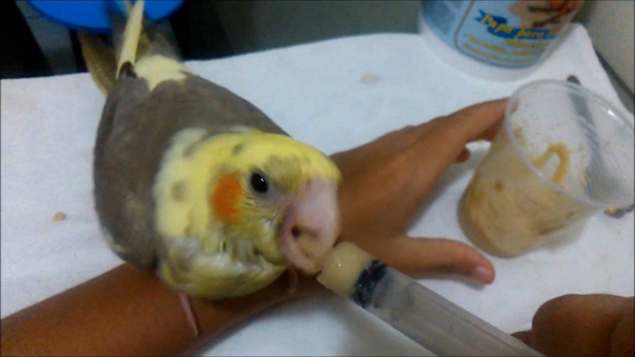 O Que Dar Para Calopsita Filhote Comer