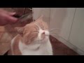 I love my brush: Billy